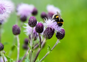 Fuzzy Glasgow Bee 2015