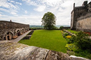 Old Tree at Stirling Castle 2015